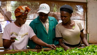 From Risk to Resilience: The Business Case for Addressing Gender-Based Violence in Agricultural Value Chain