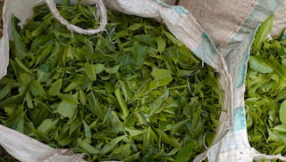 The case for living income investments in Kenya's tea supply chain