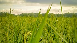 How local innovation will help overcome West Africa’s rice crisis