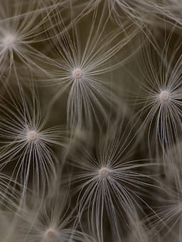 Financial Backbones: Capital Orchestration for Systems Transformation