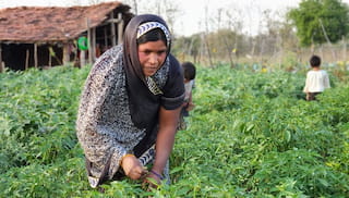 ToR: Integrated programme for Women and Youth Agri-Entrepreneurship and Scheme Access for Landscape-Level Scale-Up
