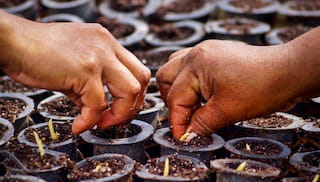Consultancy to design and establish a living income baseline for smallholder oil palm-growing households in Colombia