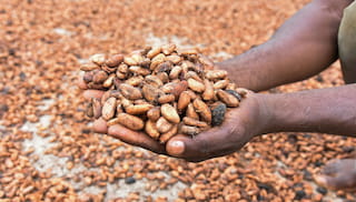 When Cocoa and Forest Preservation go hand in hand in Cameroon