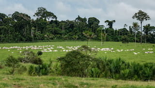 Transforming markets in Brazil