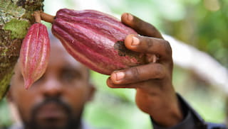 Cocoa Forests Initiative Reports Record Progress in Ghana and Côte d’Ivoire
