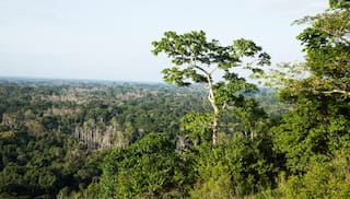 Recruitment of a consultant for a feasibility study on opportunities for carbon financing in the Cavally landscape