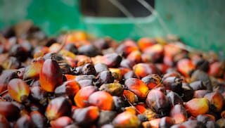 A new role for Europe in sustainable palm oil?
