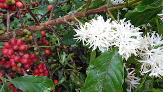 LATTE enters Climate Finance Lab to mobilise capital for coffee resilience