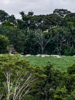 Building a Resilient Future: IDH's 2024 Impact and 2025 Vision