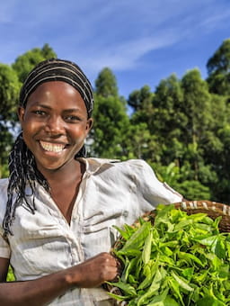 Tea industry tests new living wage model with pilot results