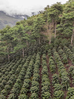 Terms of Reference: Monitoring, Reporting and Verification System for AGRI3 Fund