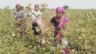 Terms of Reference: Scaling Regenerative Cotton Systems through Verified, Traceable and Landscape-Aligned Implementation